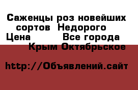 Саженцы роз новейших сортов. Недорого. › Цена ­ 350 - Все города  »    . Крым,Октябрьское